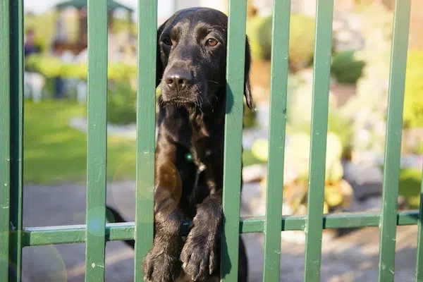 Black dog standing behind a green metal fence, looking through the bars with its paws resting on the rail.